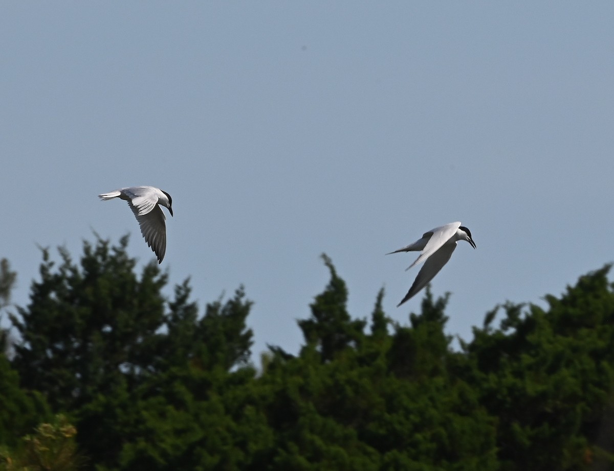 Sterna zampenere - ML635616226