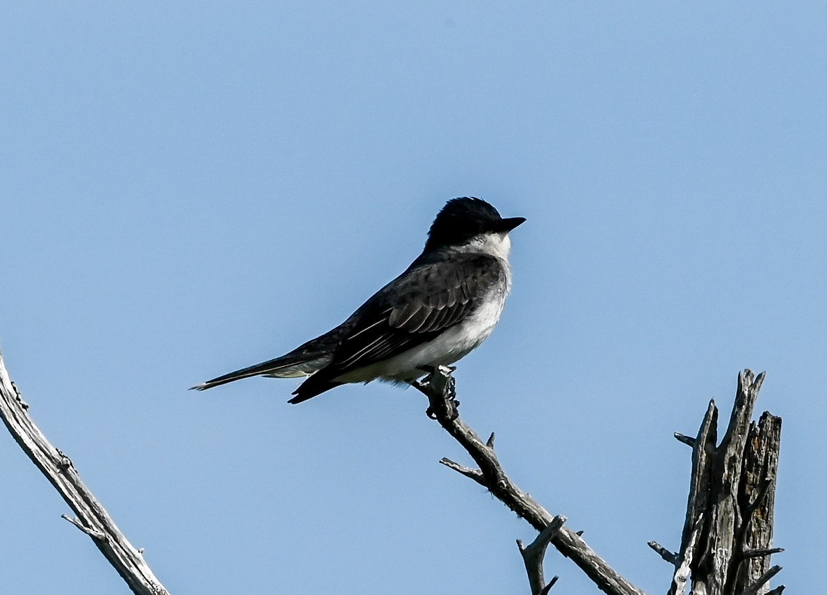 Eastern Kingbird - ML635616233