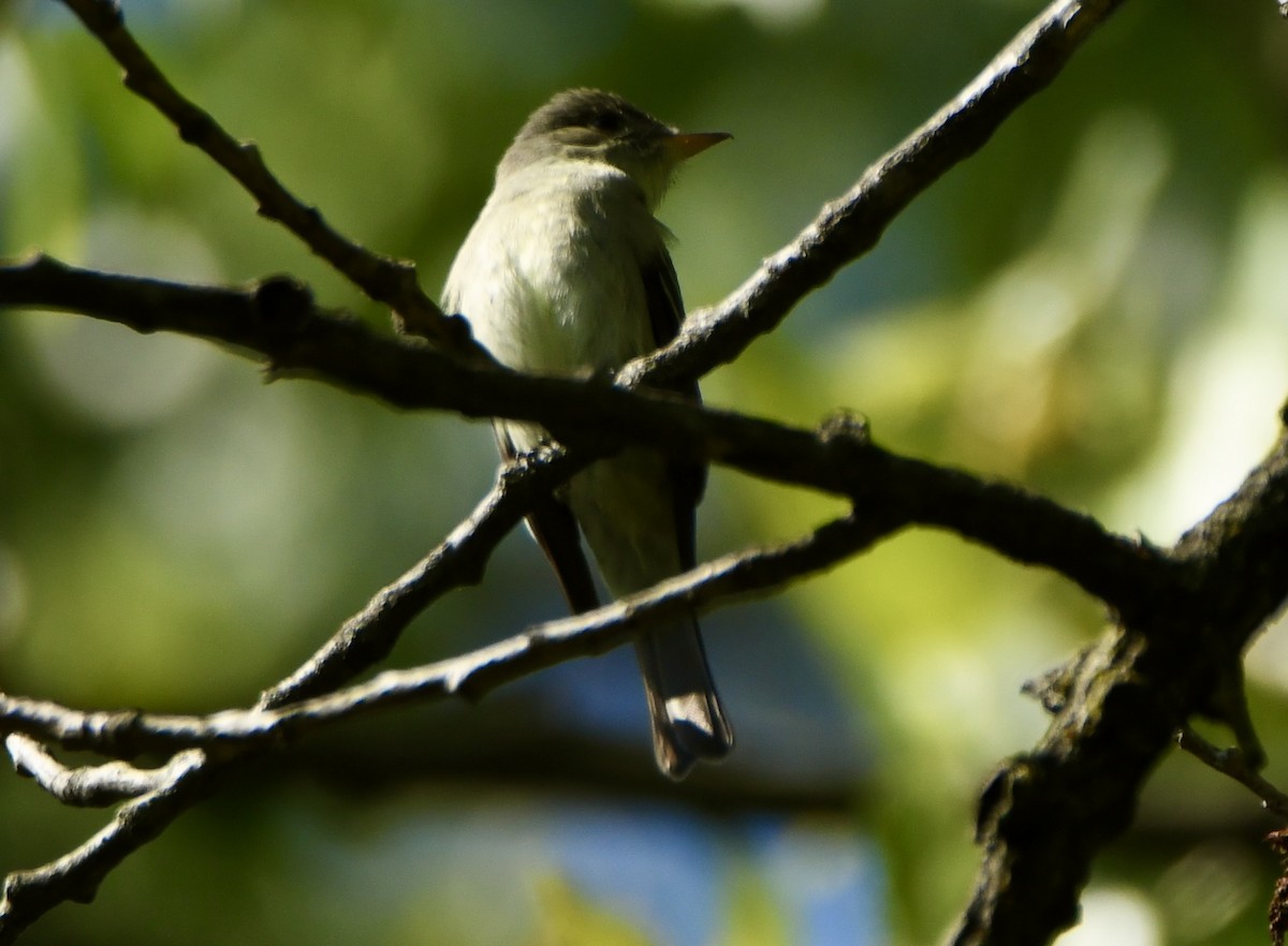 Eastern Wood-Pewee - ML635616284