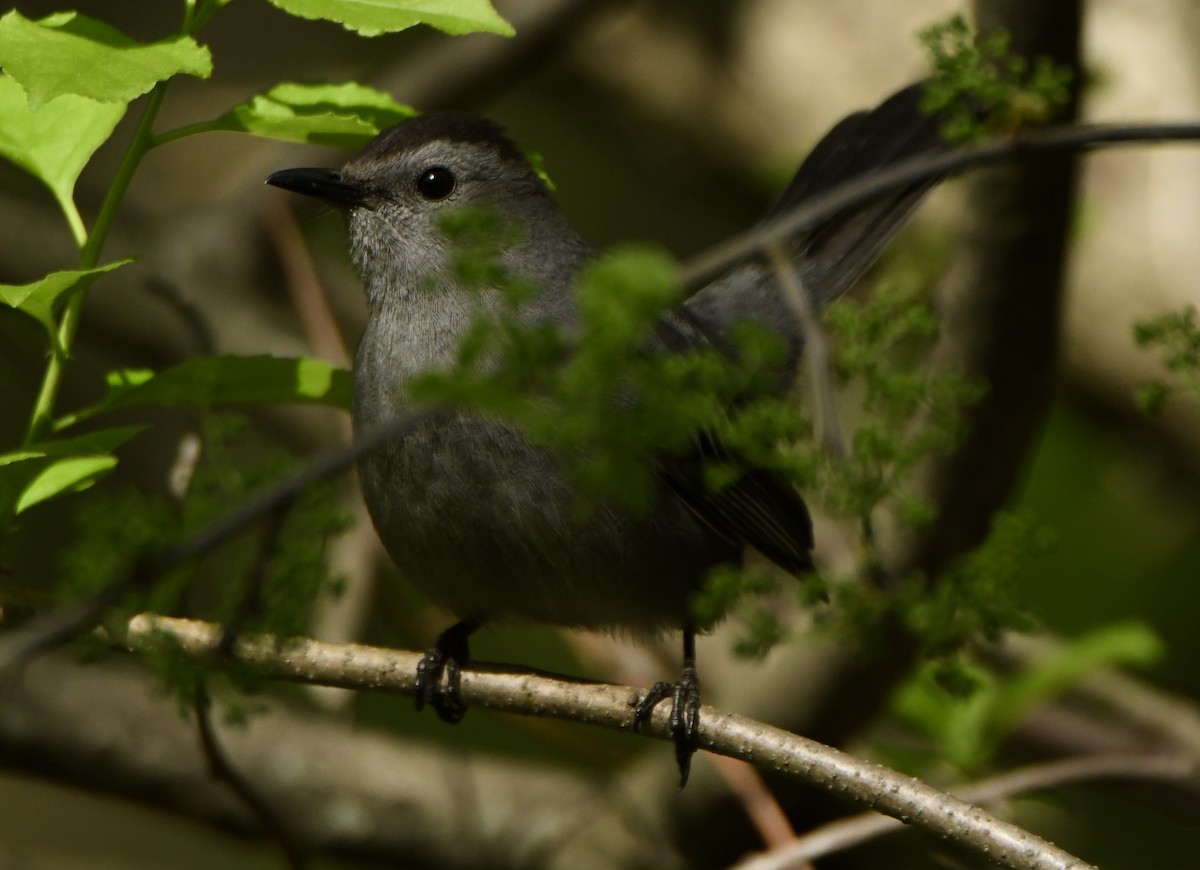 Gray Catbird - ML635616295
