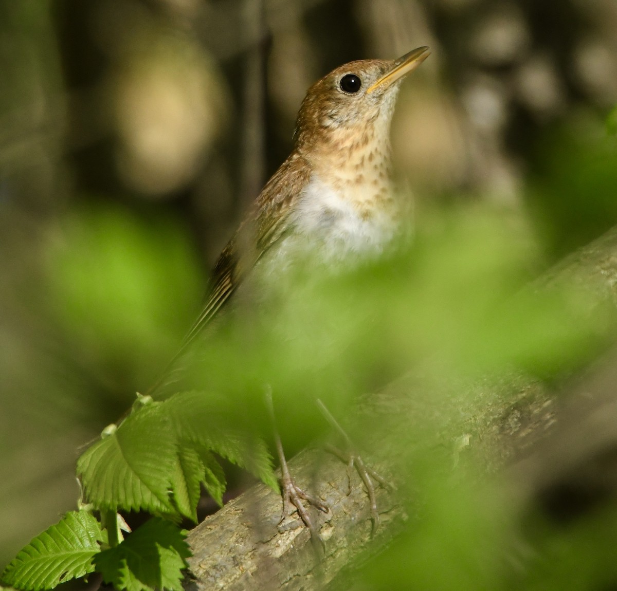 Veery - ML635616307