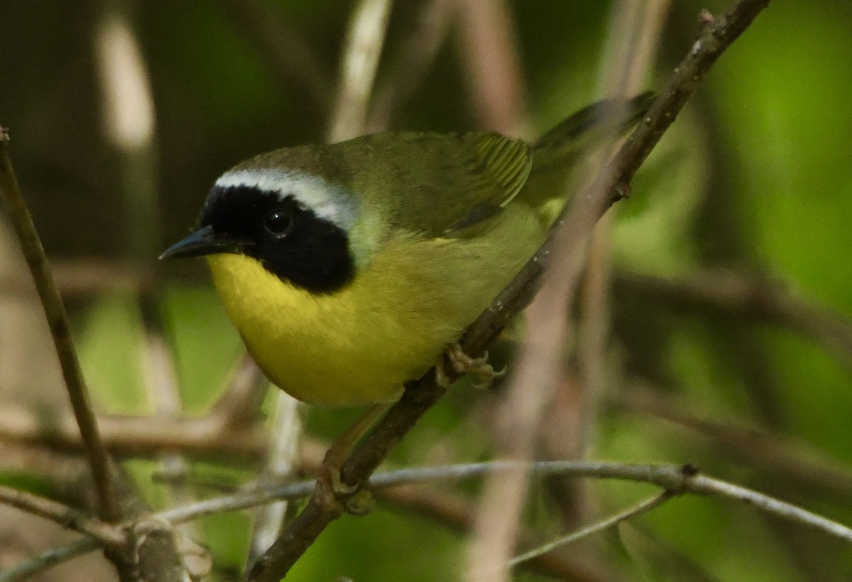 Common Yellowthroat - ML635616334