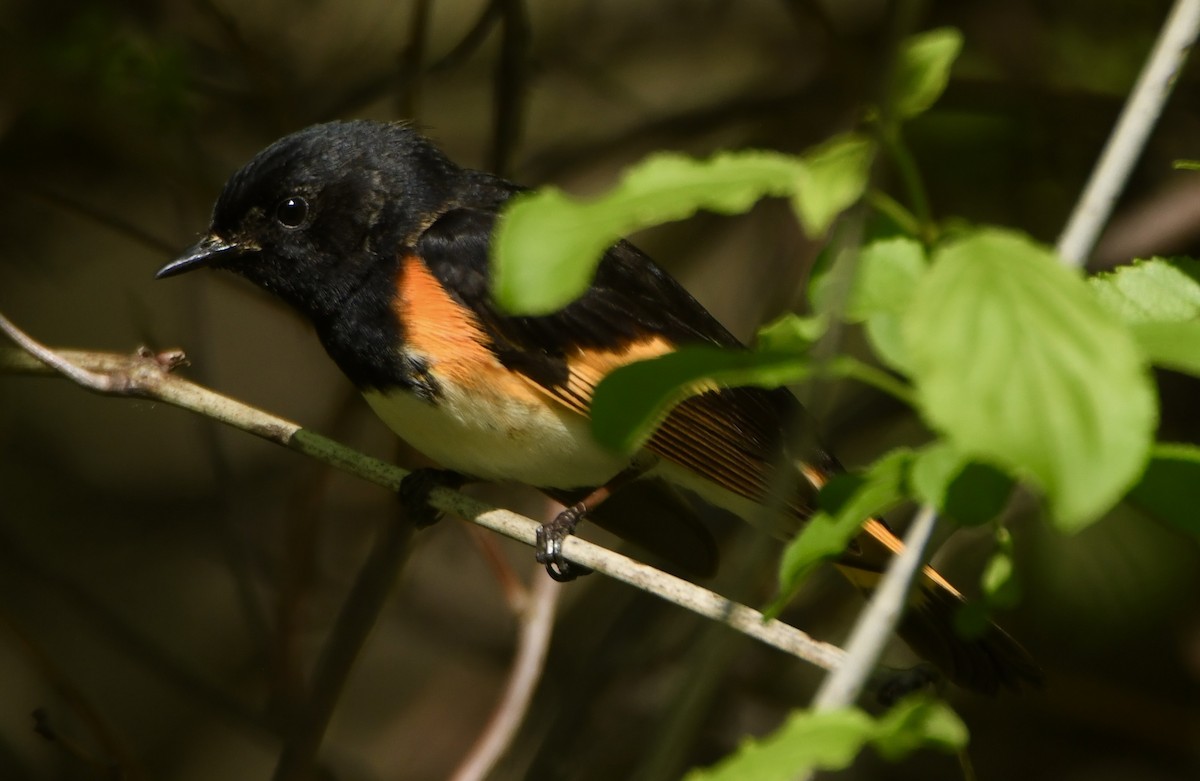 American Redstart - ML635616345