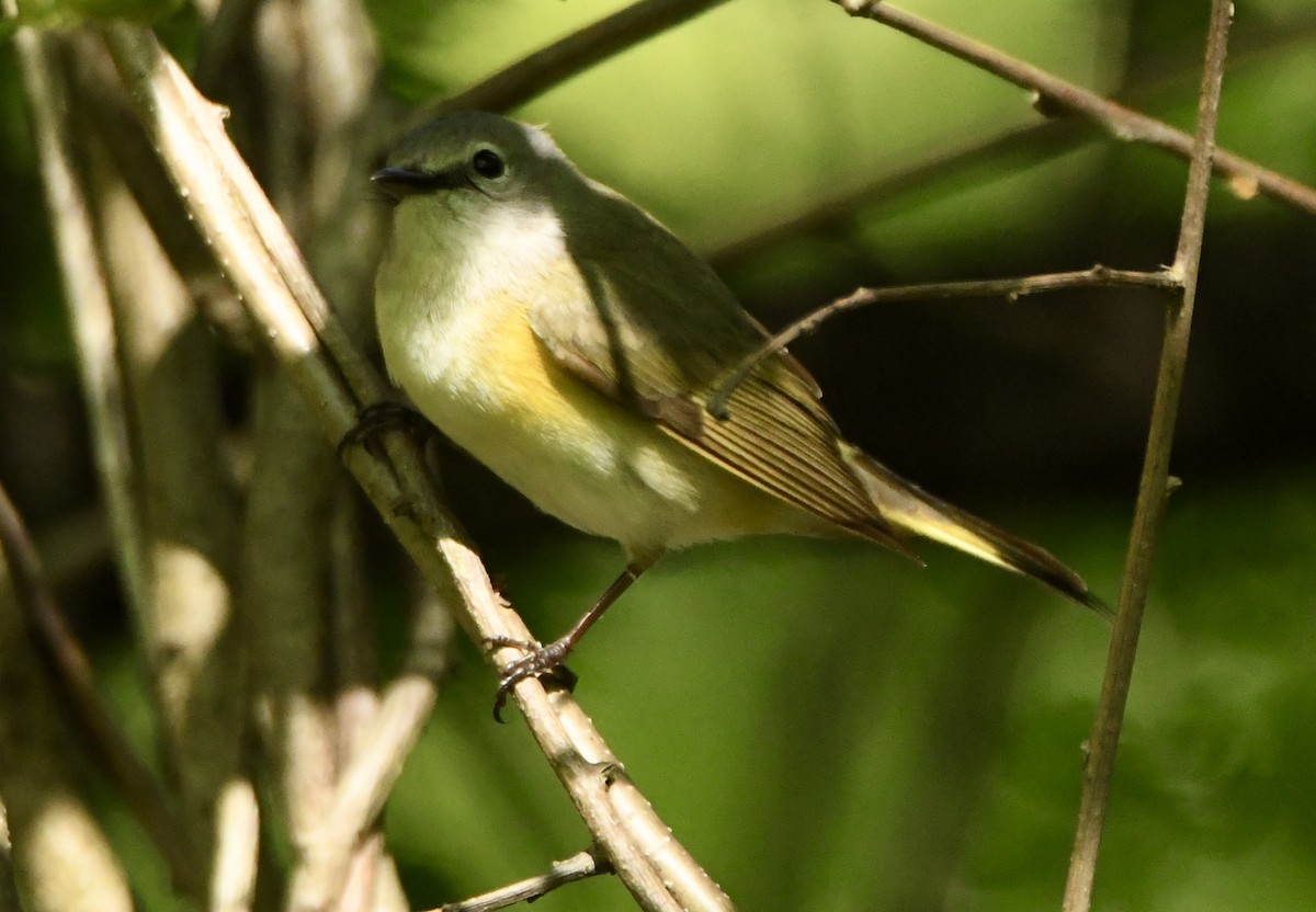 American Redstart - ML635616346