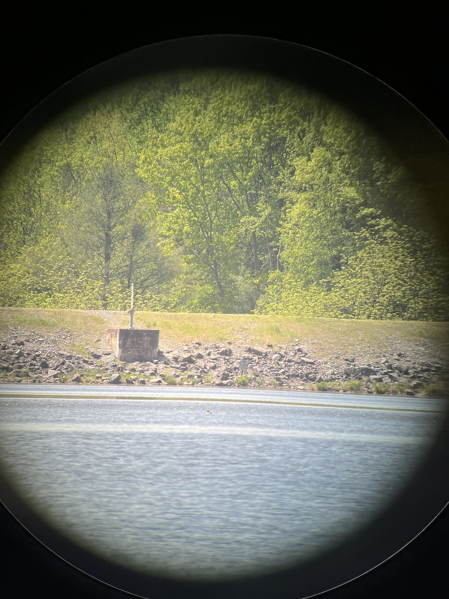 Long-tailed Duck - ML635616352