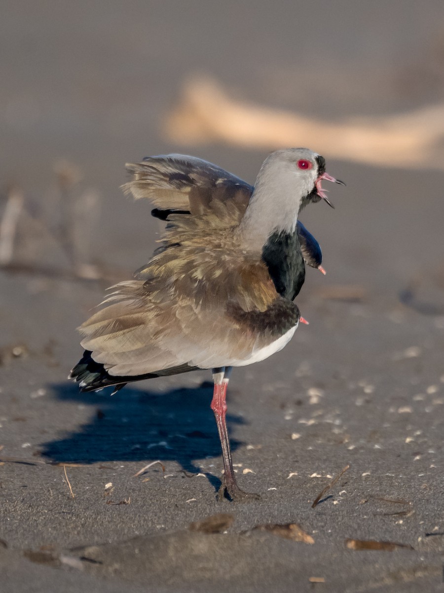 Southern Lapwing - ML635616409