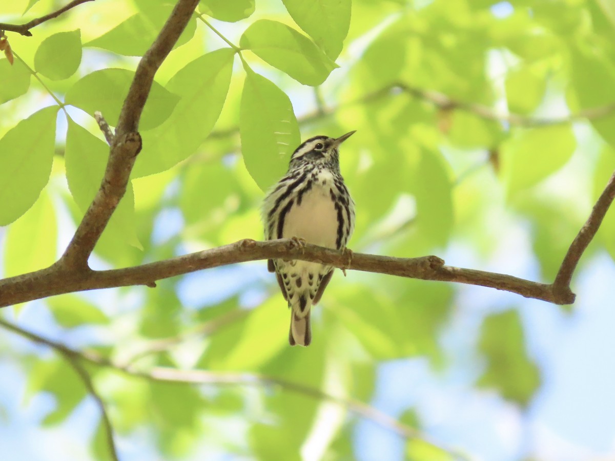 Black-and-white Warbler - ML635616479
