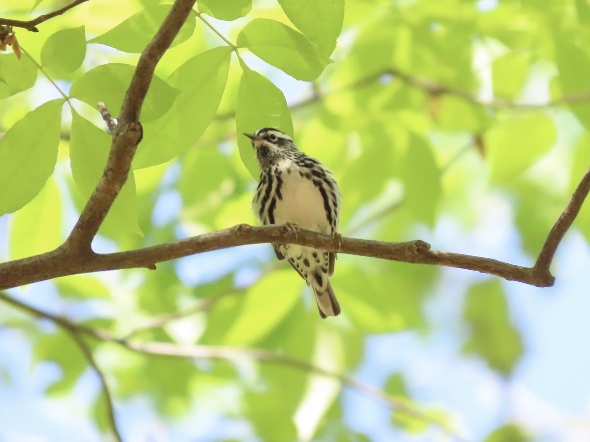 Black-and-white Warbler - ML635616480