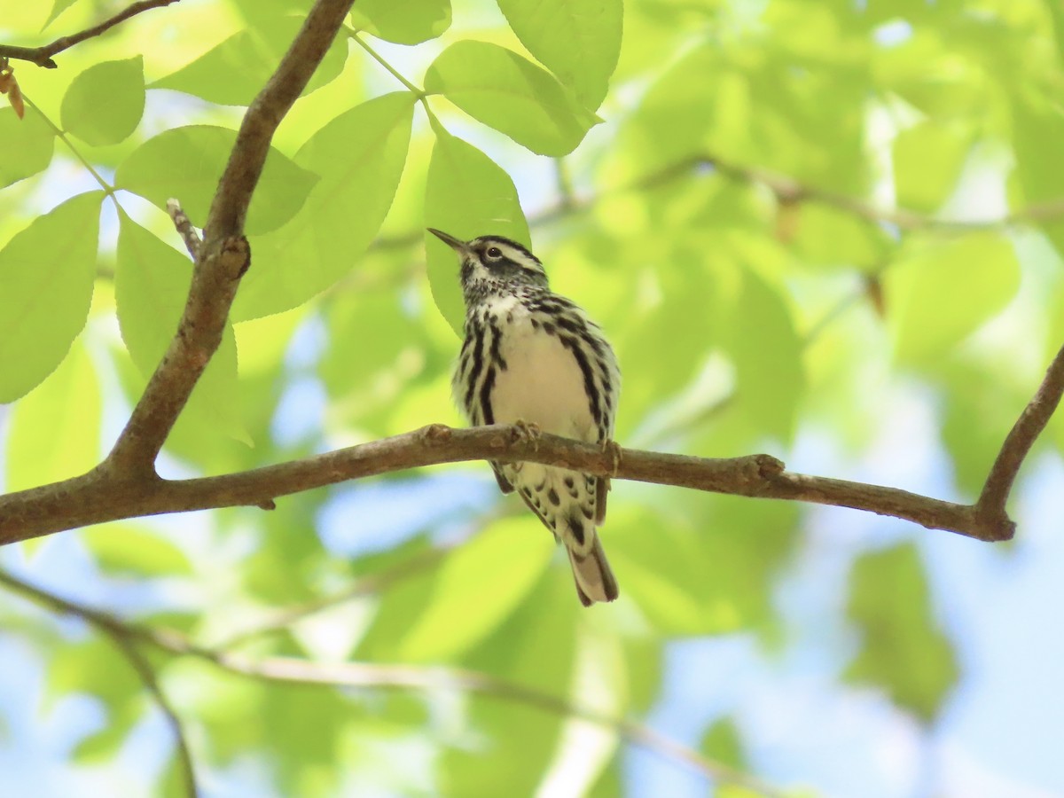 Black-and-white Warbler - ML635616481