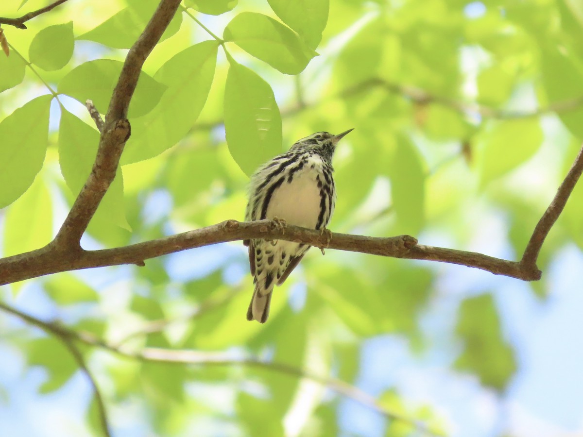 Black-and-white Warbler - ML635616482