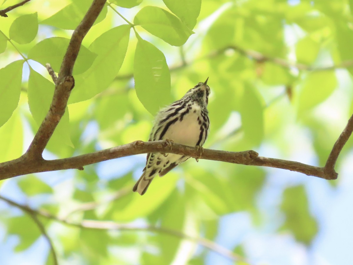 Black-and-white Warbler - ML635616483