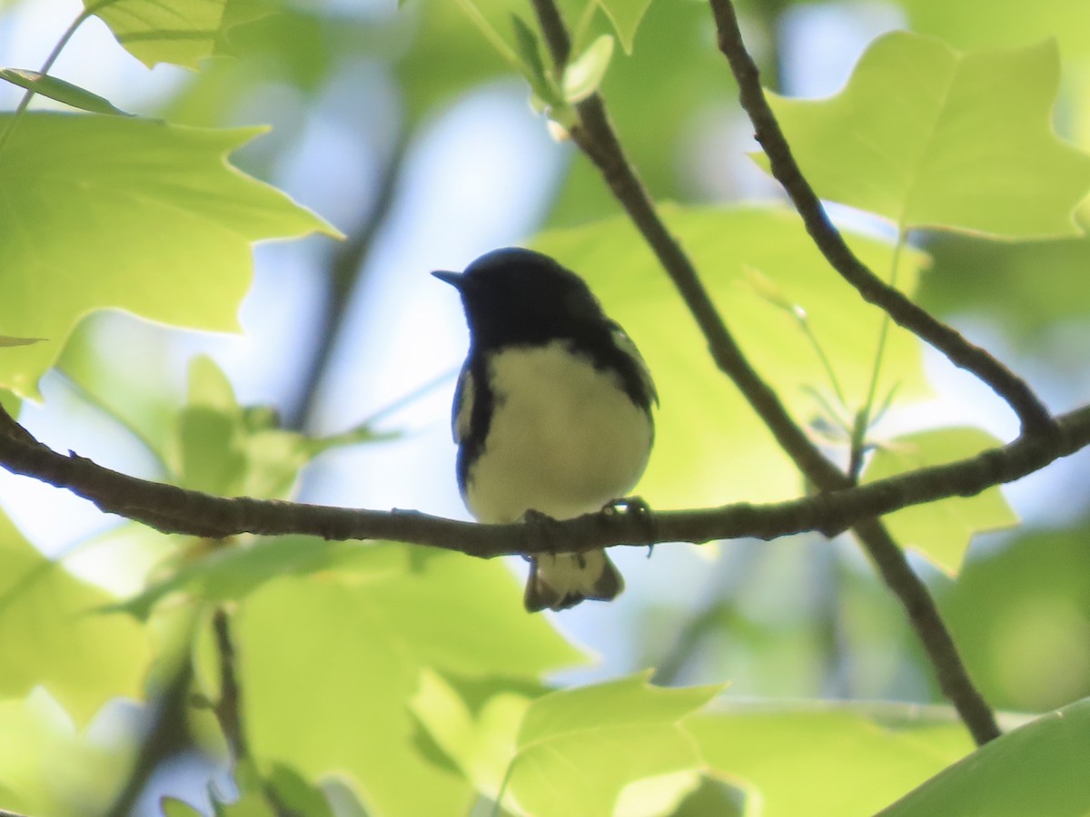 Black-throated Blue Warbler - ML635616492