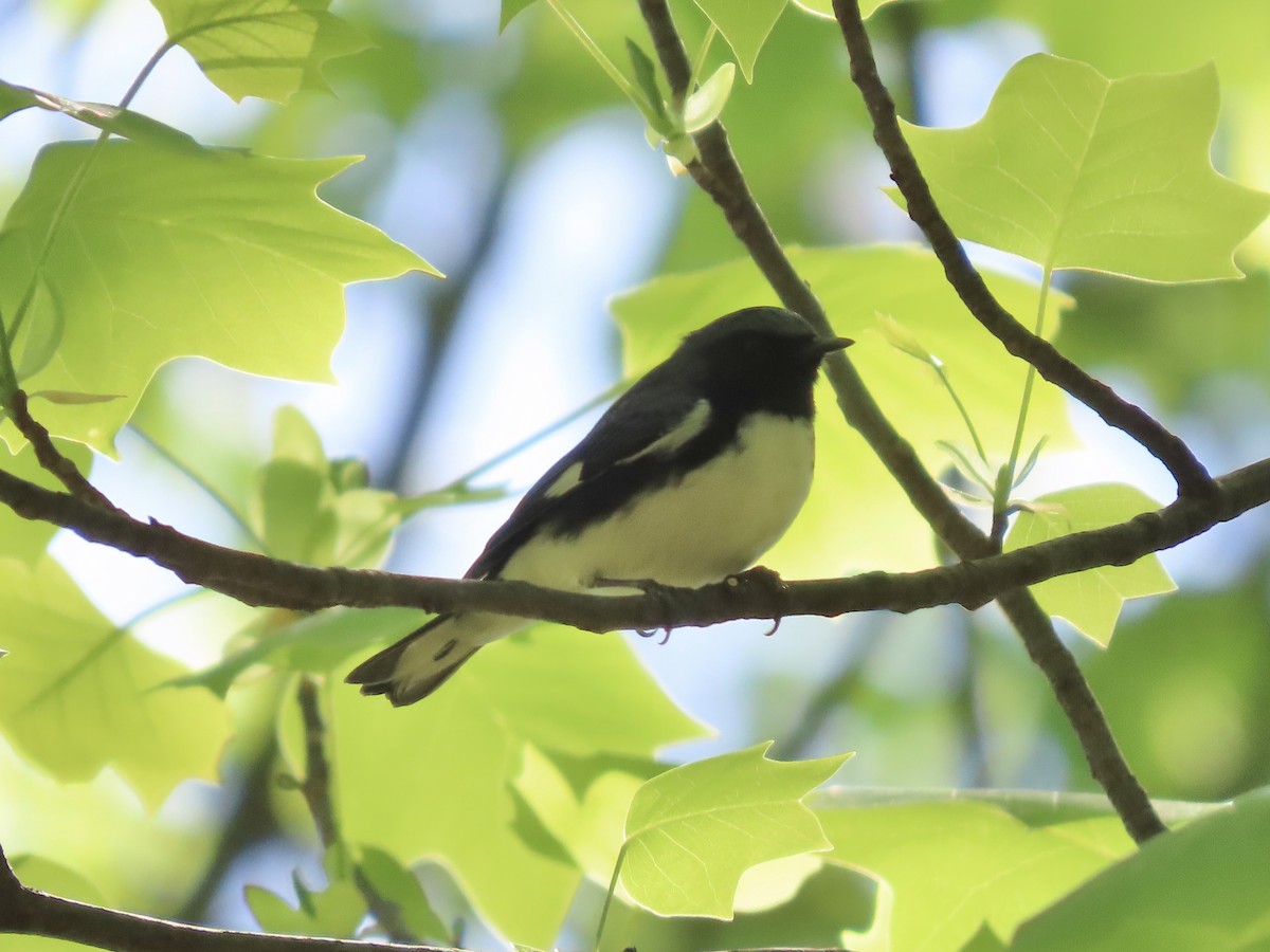 Black-throated Blue Warbler - ML635616493