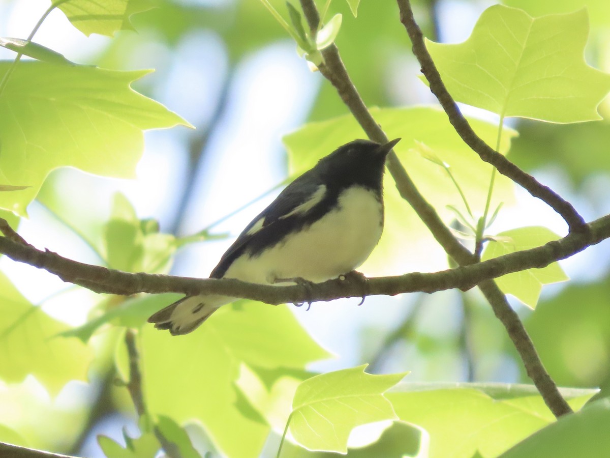 Black-throated Blue Warbler - ML635616494