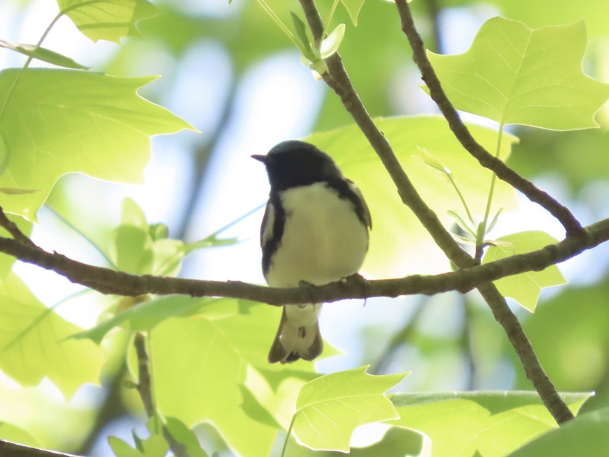 Black-throated Blue Warbler - ML635616495