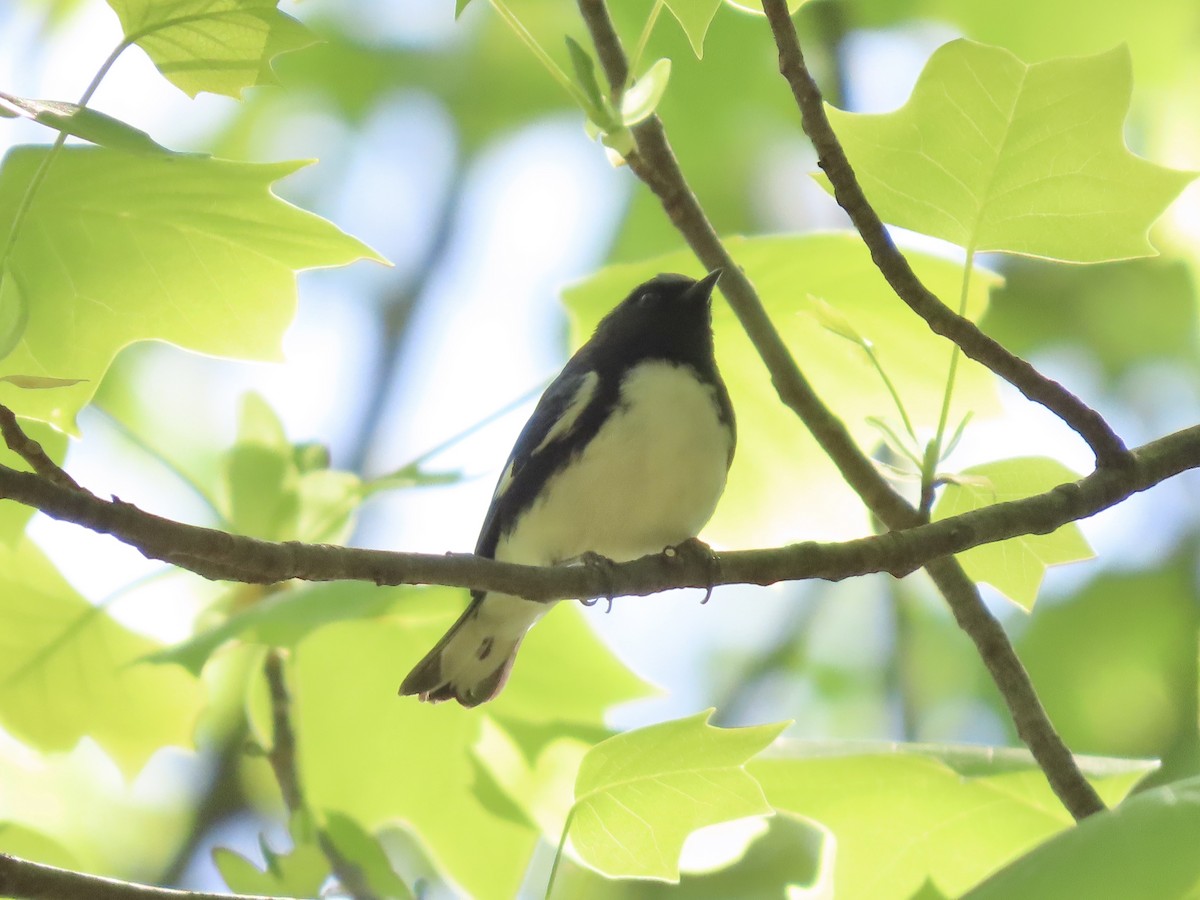 Black-throated Blue Warbler - ML635616496