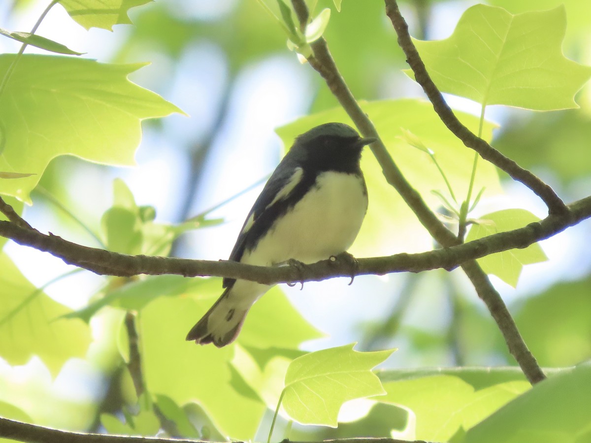 Black-throated Blue Warbler - ML635616497