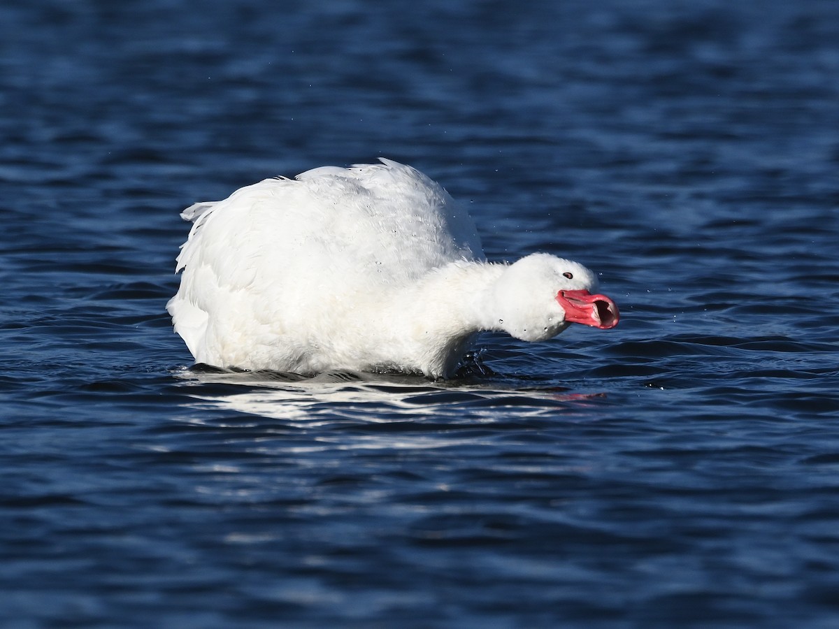 Coscoroba Swan - ML635616528