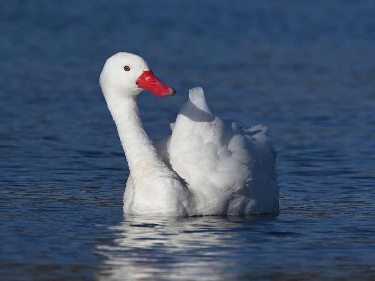 Coscoroba Swan - ML635616529