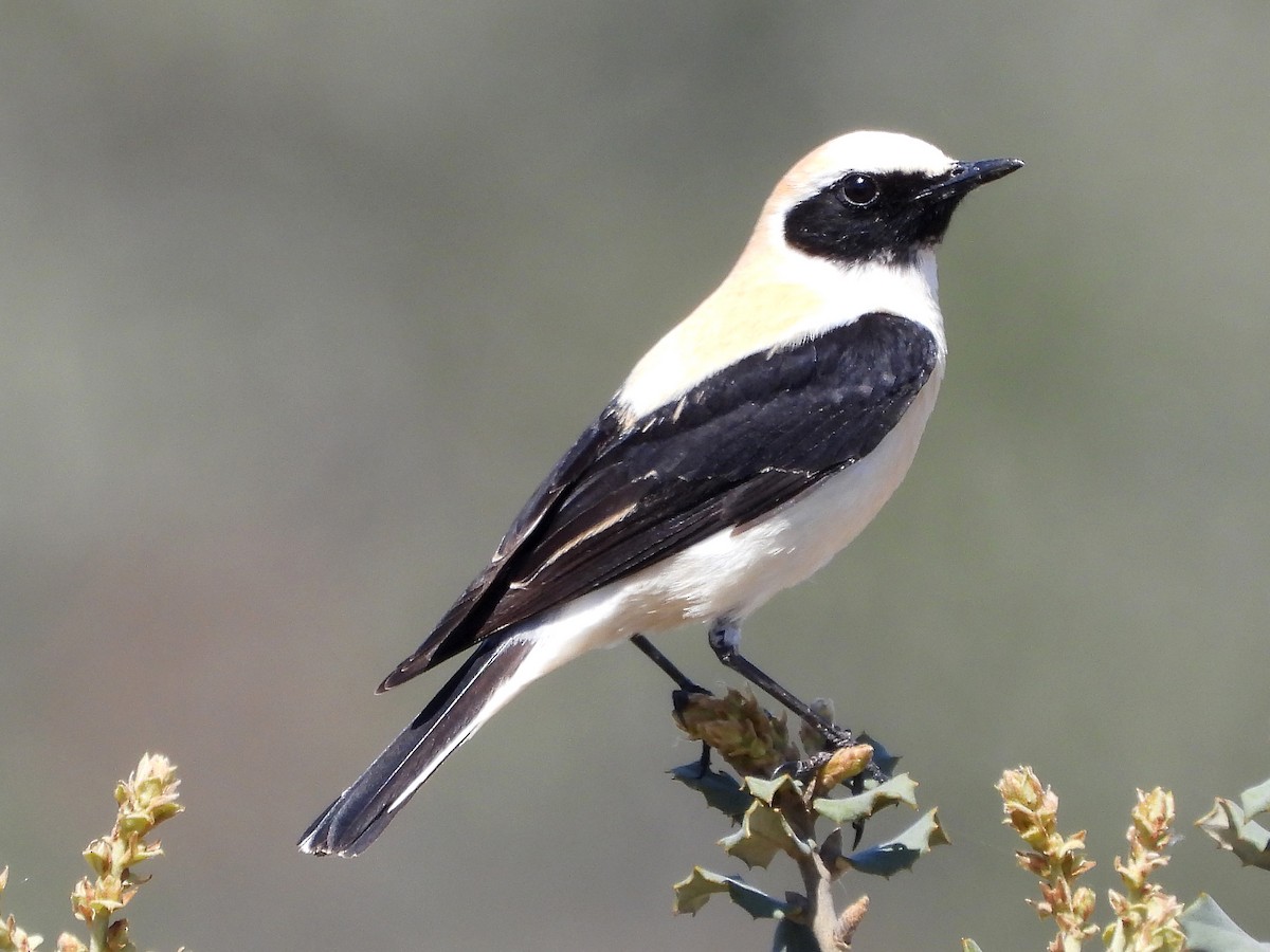 Western Black-eared Wheatear - ML635616547