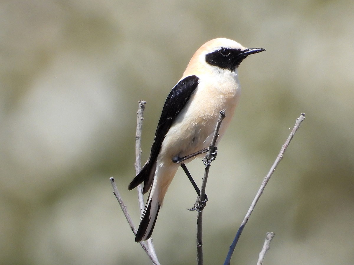 Western Black-eared Wheatear - ML635616548