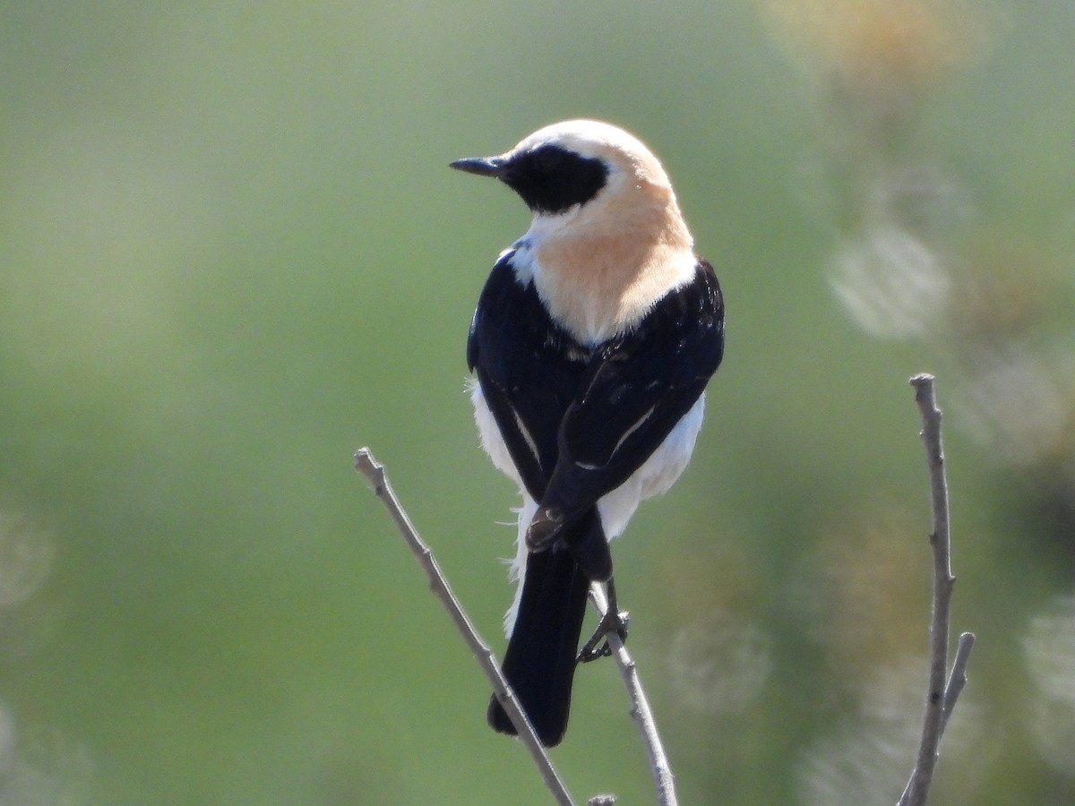 Western Black-eared Wheatear - ML635616549
