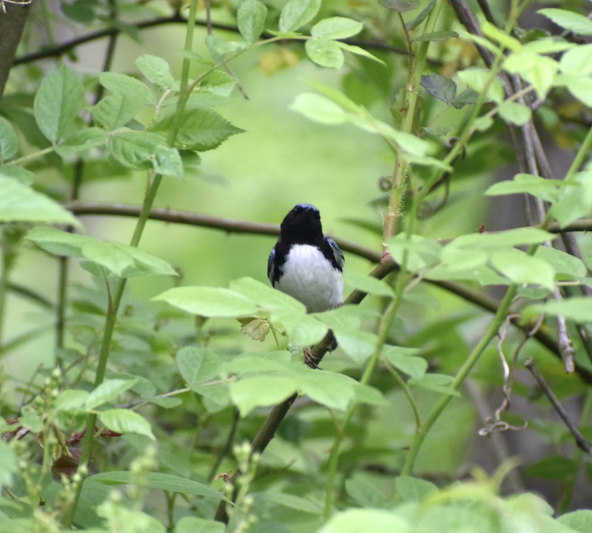 Black-throated Blue Warbler - ML635616571