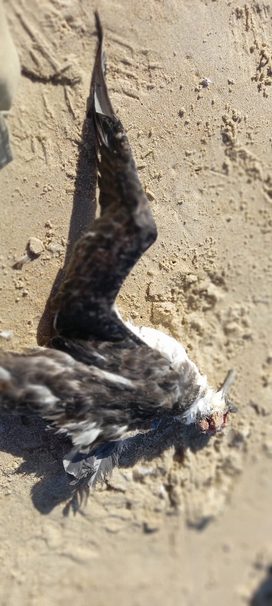 Great Shearwater - ML635616577