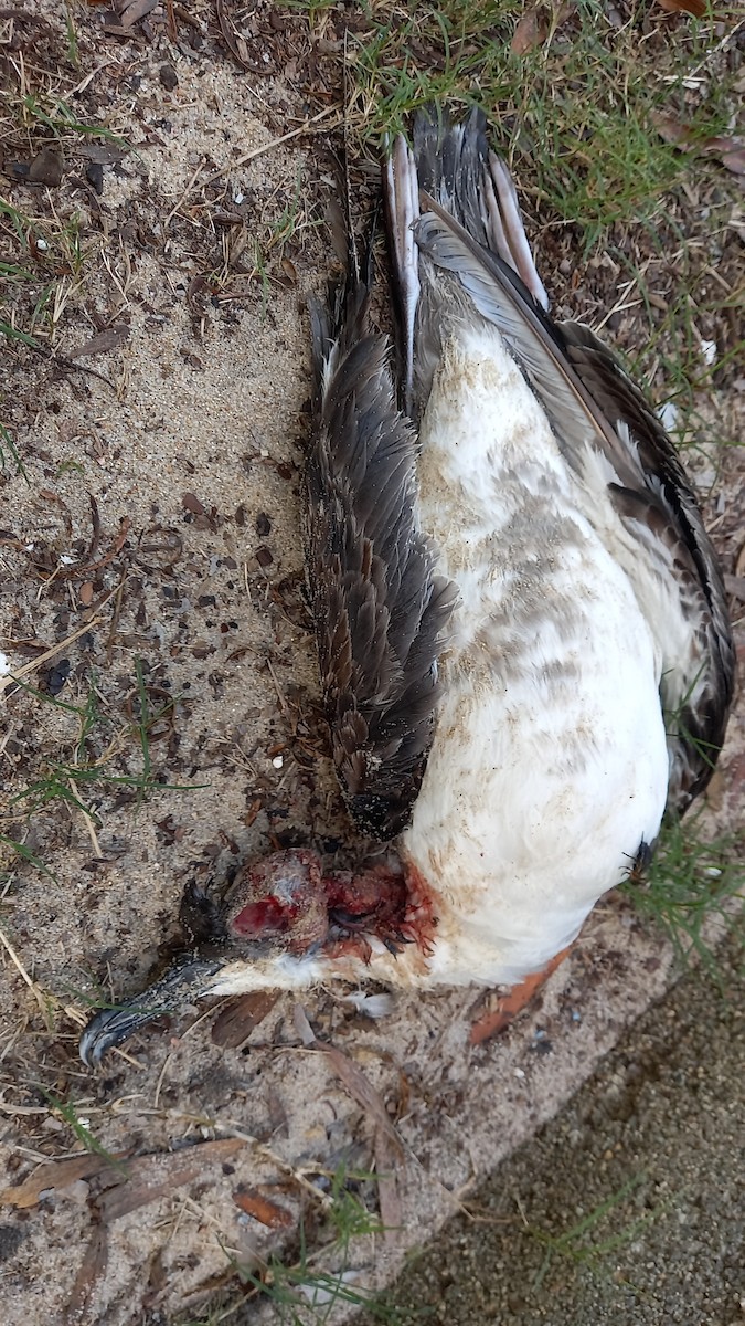 Great Shearwater - ML635616578