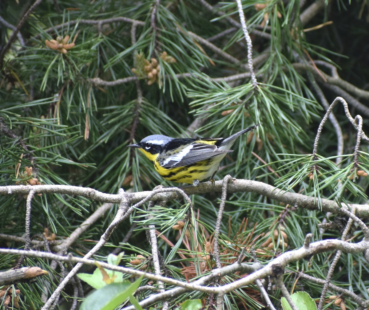 Magnolia Warbler - ML635616599