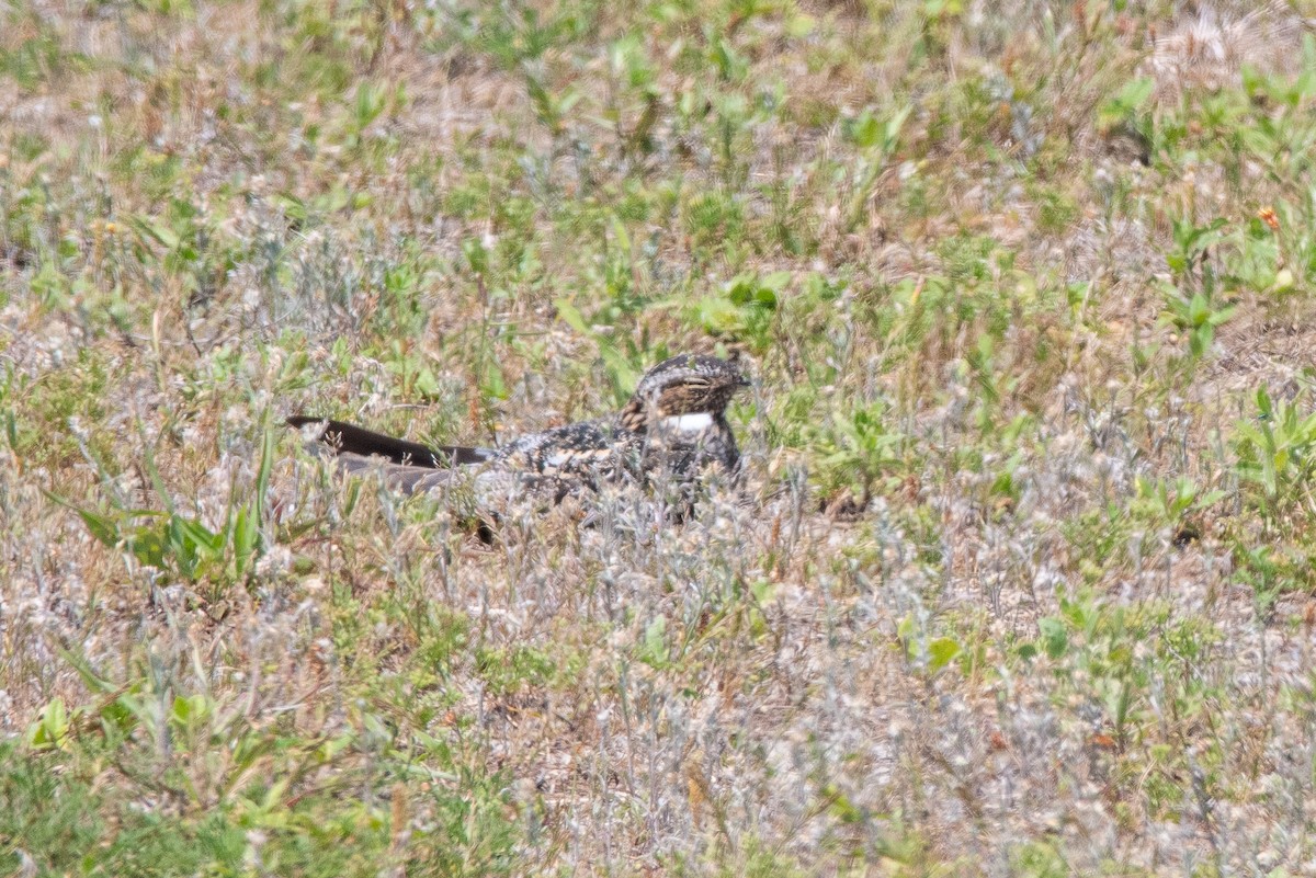 Common Nighthawk - ML635616609