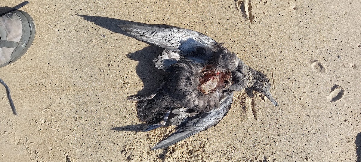 灰水薙鳥 - ML635616615