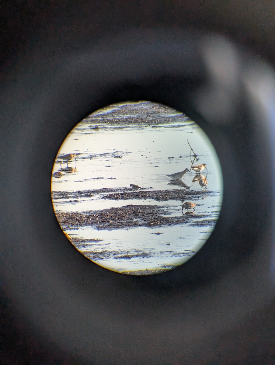Wilson's Phalarope - ML635616623