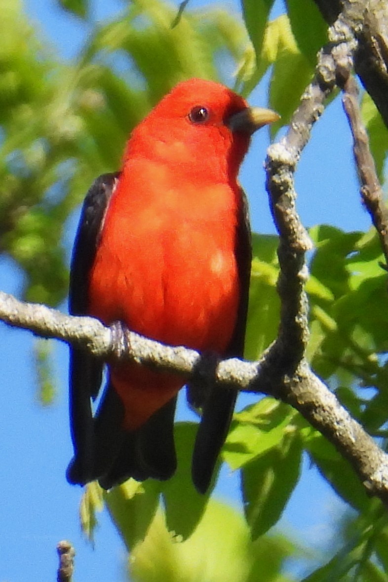 Scarlet Tanager - ML635616624