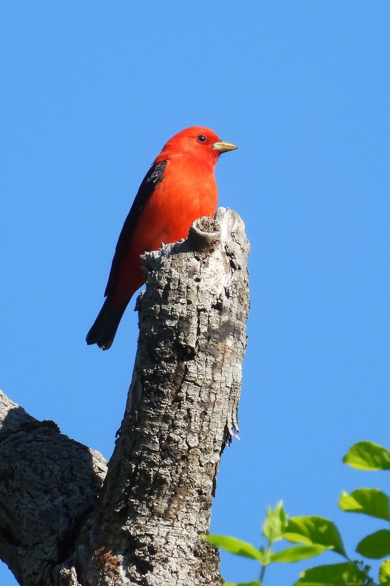 Scarlet Tanager - ML635616625