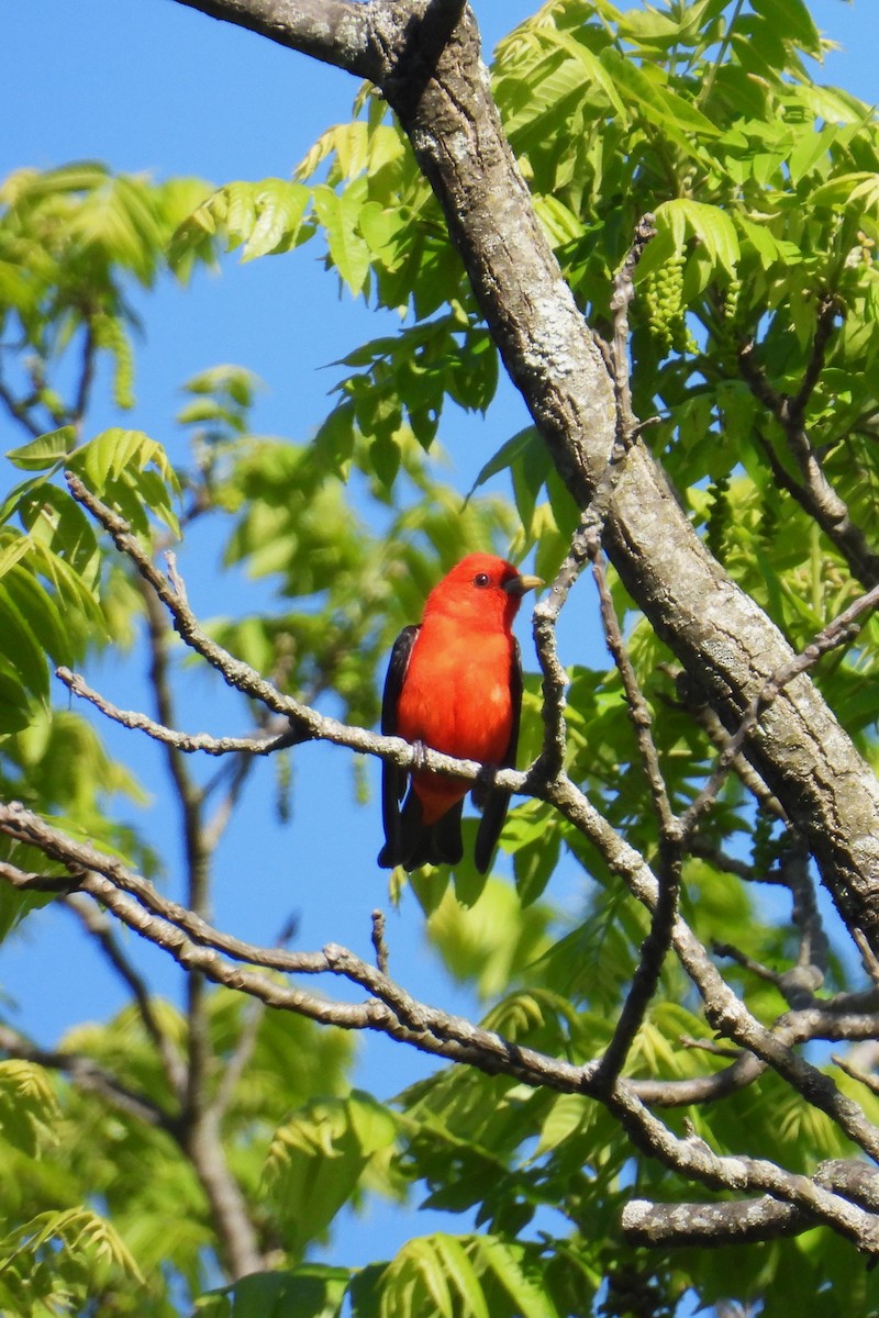 Scarlet Tanager - ML635616626