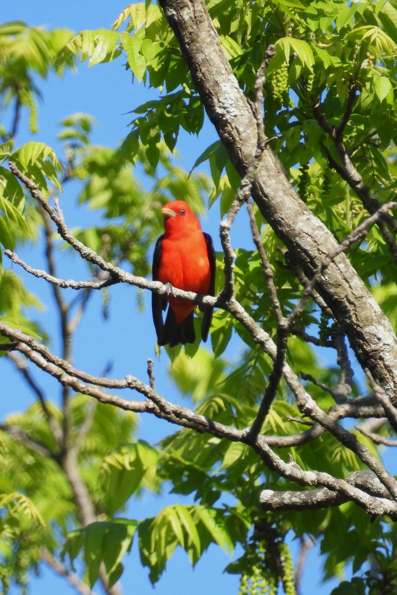 Scarlet Tanager - ML635616627
