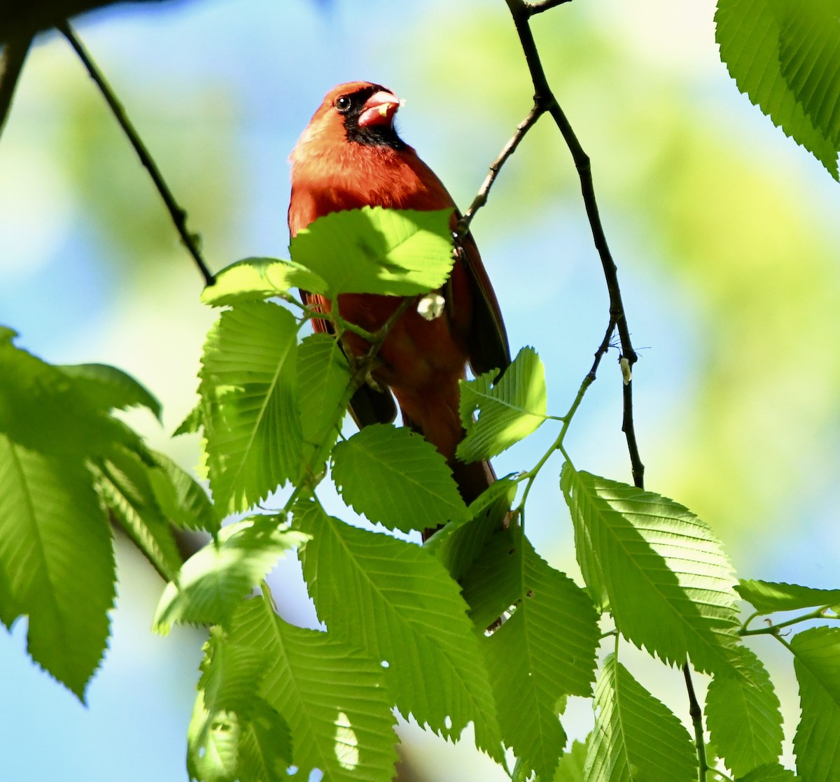 Northern Cardinal - ML635616677