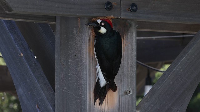Acorn Woodpecker - ML635616685