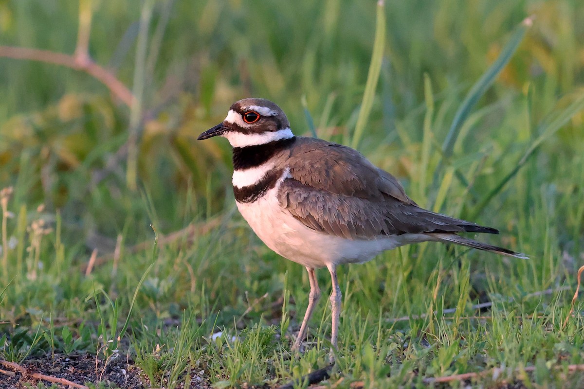 Killdeer - ML635616704