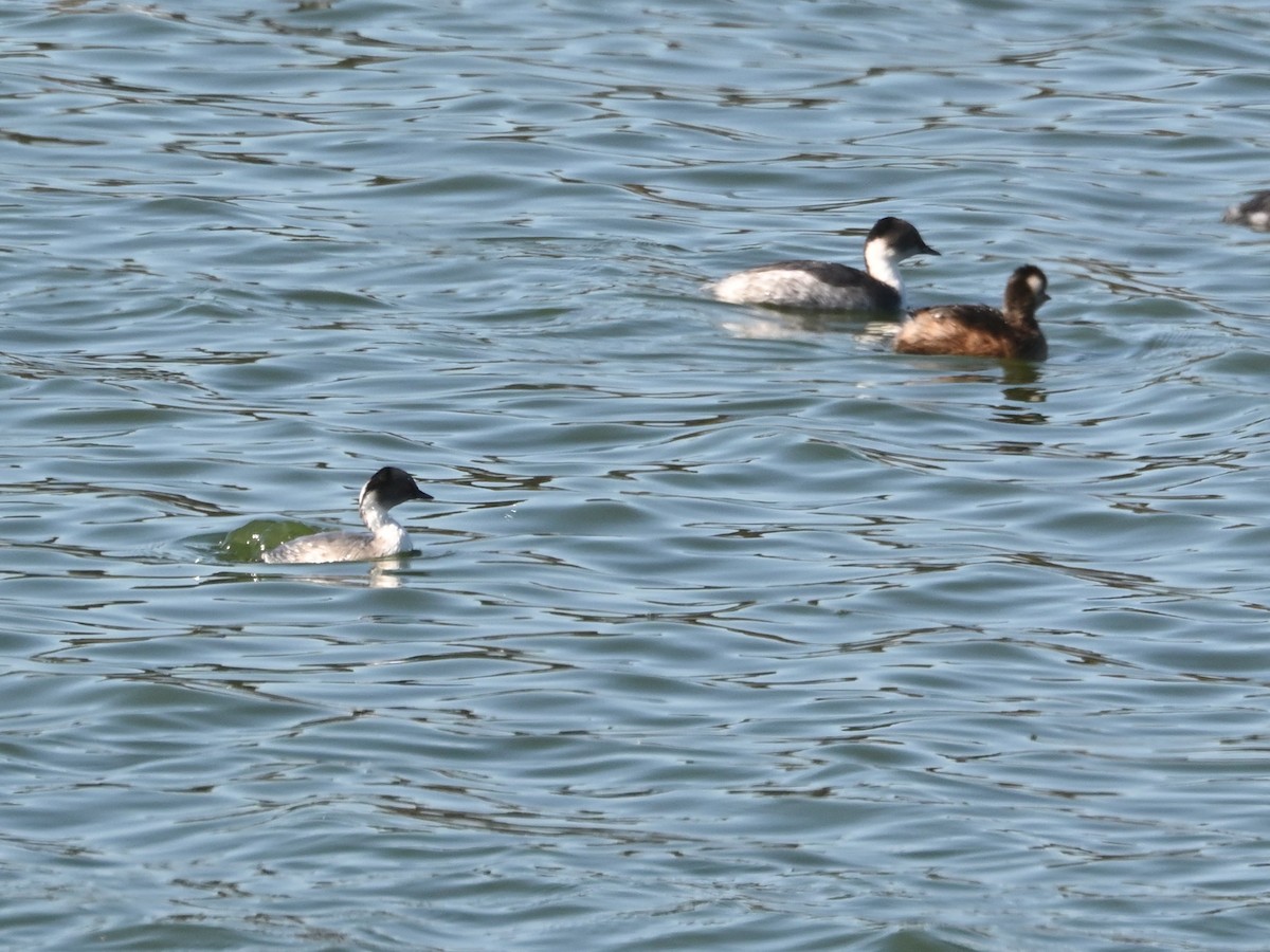Silvery Grebe - ML635616751