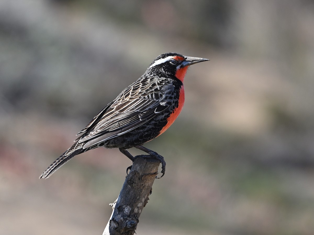 Long-tailed Meadowlark - ML635616797