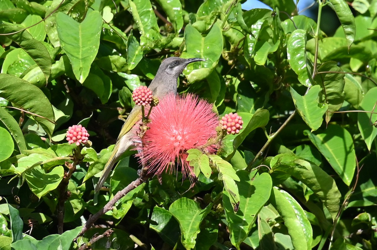 Dark-brown Honeyeater - ML635616798