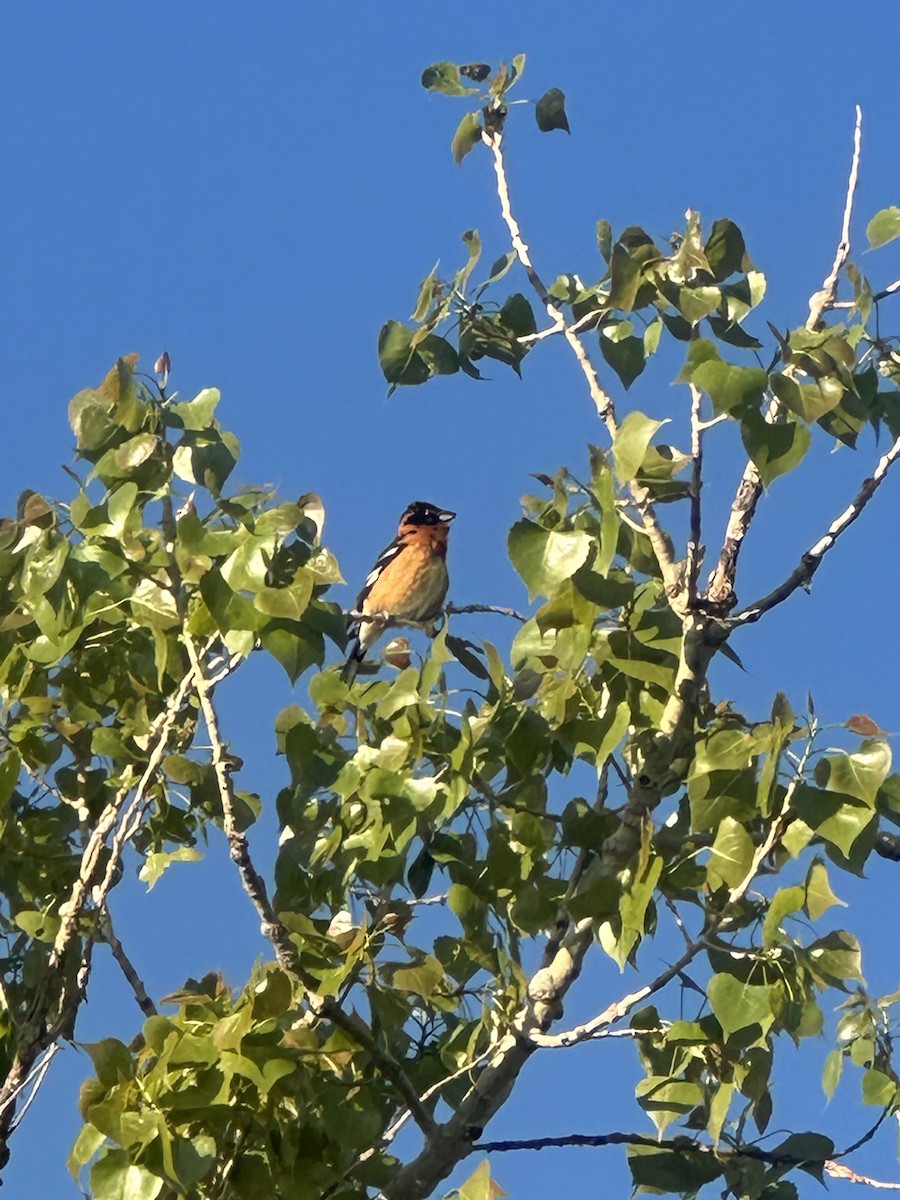 Black-headed Grosbeak - ML635616860
