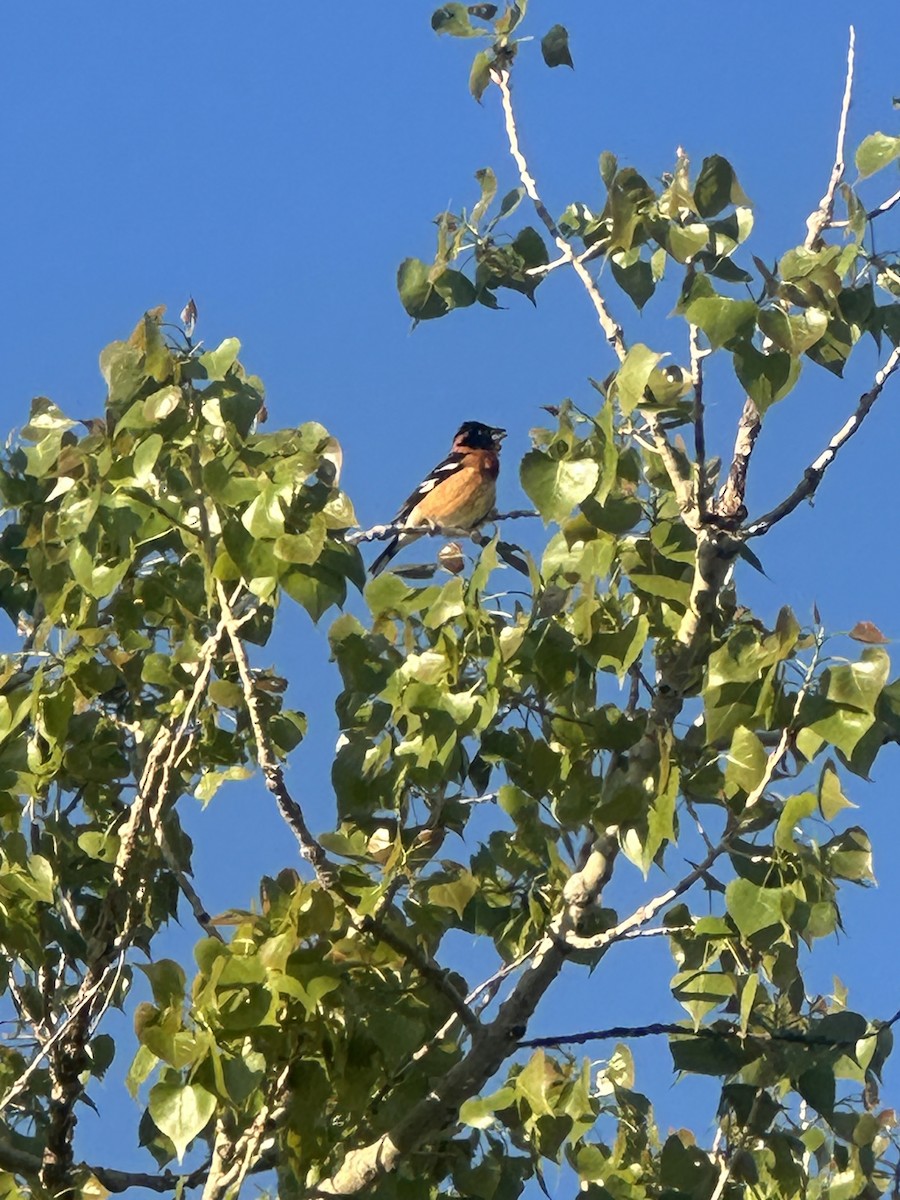Black-headed Grosbeak - ML635616861