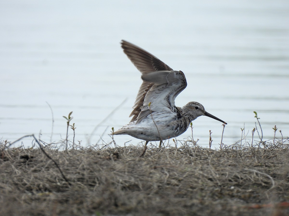Stilt Sandpiper - ML635616875