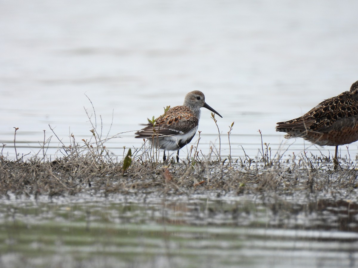 Dunlin - ML635616885