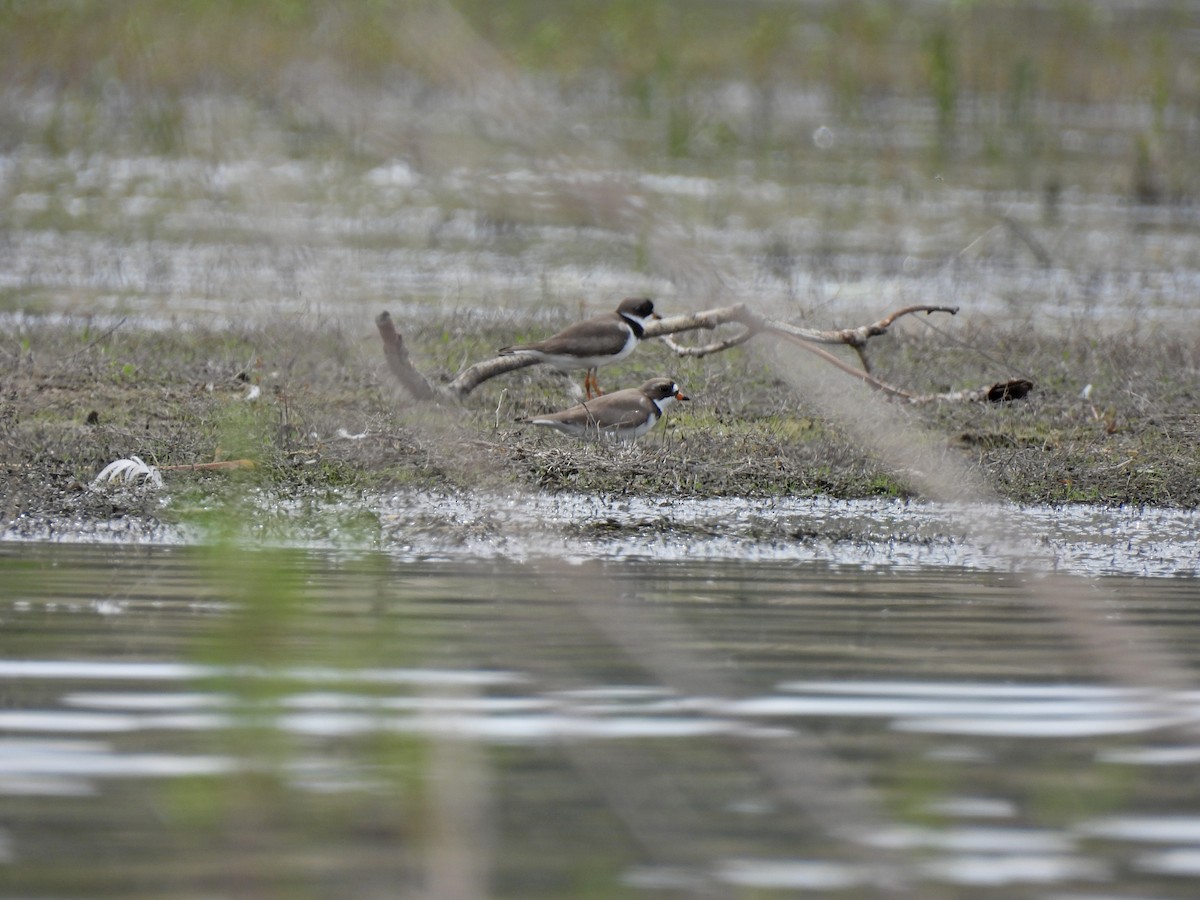 Semipalmated Plover - ML635616911