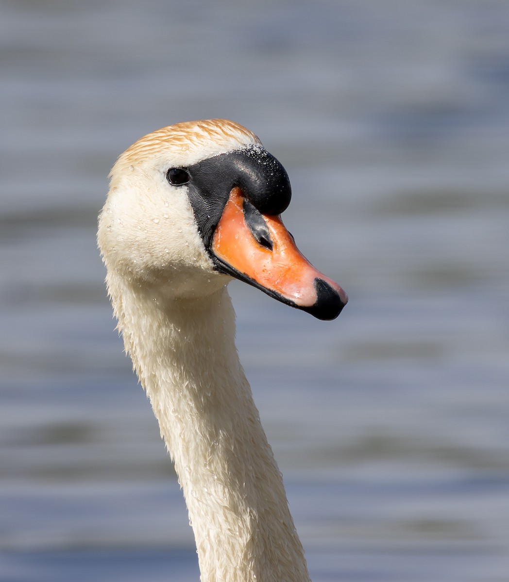 Mute Swan - ML635616926
