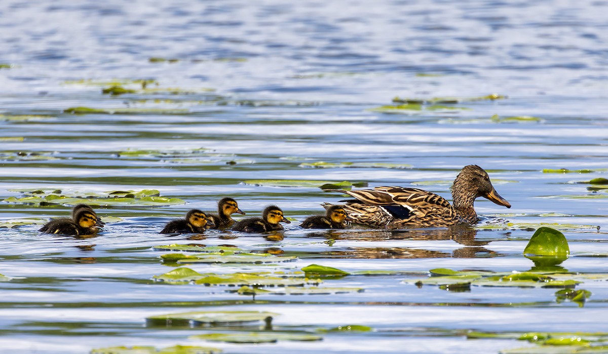 Mallard - ML635616938